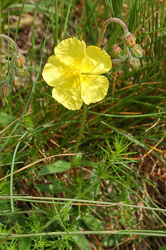 Helianthemum cfr. nummularium